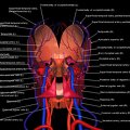 G3.T17.2-18.2-20.1.V3.C2.L1.Extracranial arteries–Extracranial veins–Head muscles