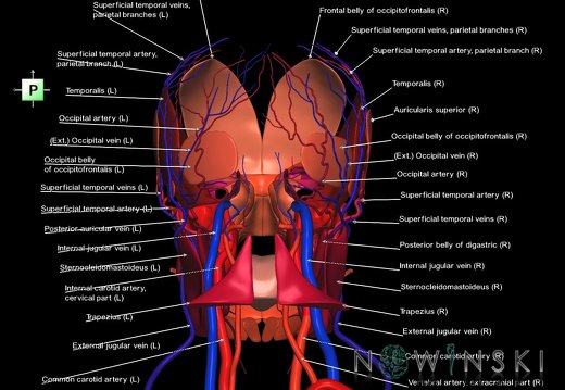 G3T17.2-18.2-20.1.ExtracranialArteries-ExtracranialVeins-HeadMuscles