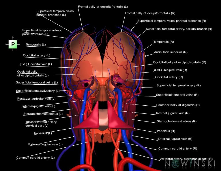 G3.T17.2-18.2-20.1.V3.C2.L1.Extracranial_arteries–Extracranial_veins–Head_muscles.tiff