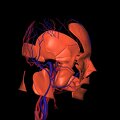 G3.T17.2-18.2-20.1.V4.C1.L0.Extracranial arteries–Extracranial veins–Head muscles