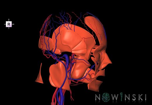 G3.T17.2-18.2-20.1.V4.C1.L0.Extracranial arteries–Extracranial veins–Head muscles