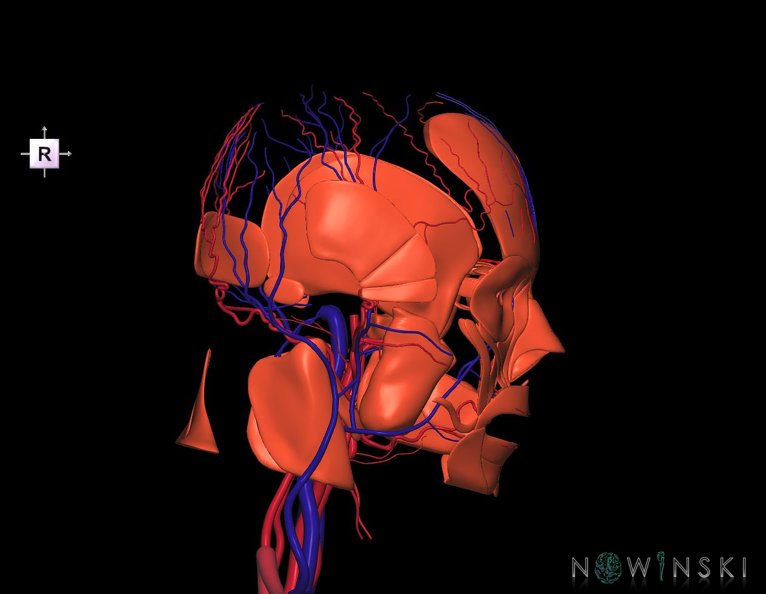 G3.T17.2-18.2-20.1.V4.C1.L0.Extracranial_arteries–Extracranial_veins–Head_muscles.tiff