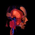 G3.T17.2-18.2-20.1.V4.C2.L0.Extracranial arteries–Extracranial veins–Head muscles