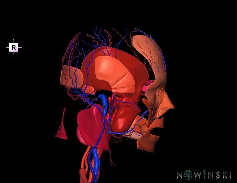 G3.T17.2-18.2-20.1.V4.C2.L0.Extracranial_arteries–Extracranial_veins–Head_muscles.tiff