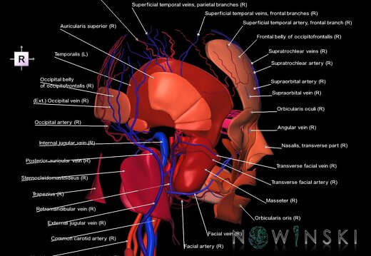 G3.T17.2-18.2-20.1.V4.C2.L1.Extracranial arteries–Extracranial veins–Head muscles