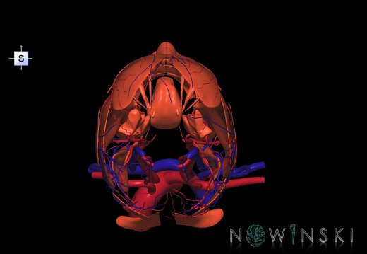 G3.T17.2-18.2-20.1.V5.C1.L0.Extracranial arteries–Extracranial veins–Head muscles