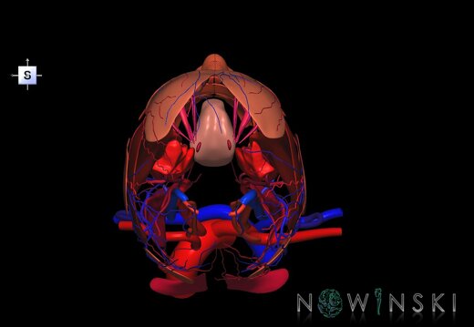 G3.T17.2-18.2-20.1.V5.C2.L0.Extracranial arteries–Extracranial veins–Head muscles