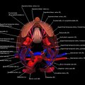 G3.T17.2-18.2-20.1.V5.C2.L1.Extracranial arteries–Extracranial veins–Head muscles