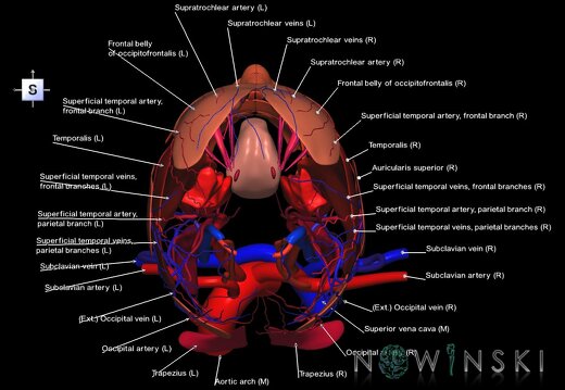 G3.T17.2-18.2-20.1.V5.C2.L1.Extracranial arteries–Extracranial veins–Head muscles