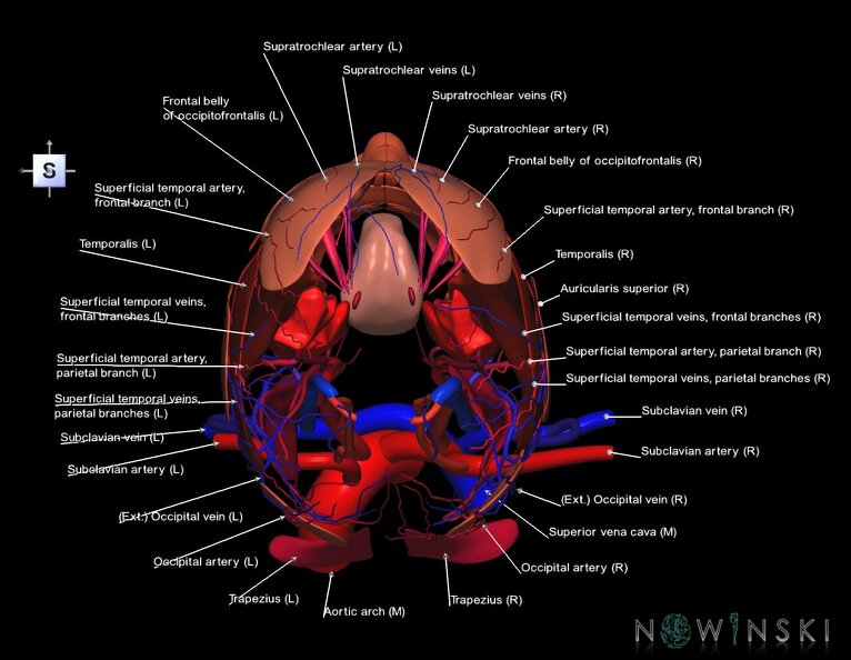 G3.T17.2-18.2-20.1.V5.C2.L1.Extracranial_arteries–Extracranial_veins–Head_muscles.tiff