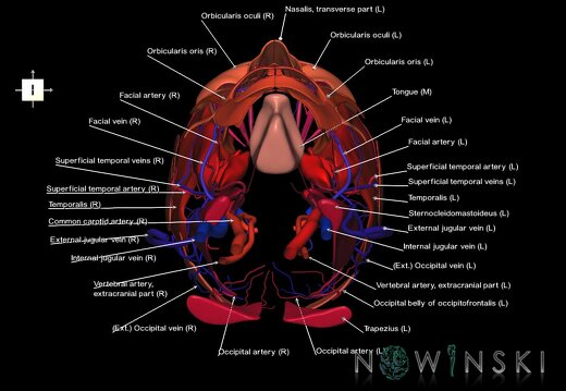 G3.T17.2-18.2-20.1.V6.C2.L1.Extracranial arteries–Extracranial veins–Head muscles