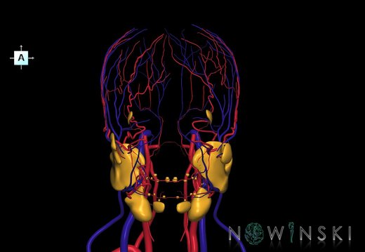 G3.T17.2-18.2-21.V1.C1.L0.Extracranial arteries–Extracranial veins–Glands