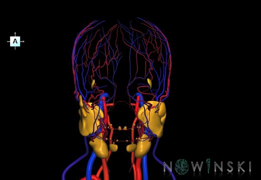 G3.T17.2-18.2-21.V1.C2.L0.Extracranial arteries–Extracranial veins–Glands