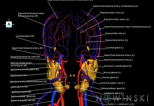 G3.T17.2-18.2-21.V1.C2.L1.Extracranial arteries–Extracranial veins–Glands