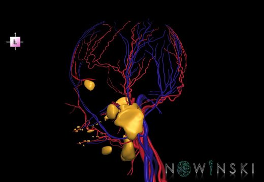 G3.T17.2-18.2-21.V2.C1.L0.Extracranial arteries–Extracranial veins–Glands