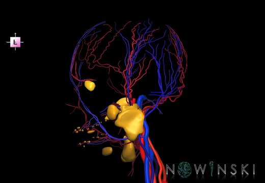 G3.T17.2-18.2-21.V2.C2.L0.Extracranial arteries–Extracranial veins–Glands