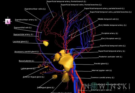 G3.T17.2-18.2-21.V2.C2.L1.Extracranial arteries–Extracranial veins–Glands