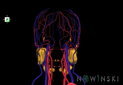 G3.T17.2-18.2-21.V3.C1.L0.Extracranial arteries–Extracranial veins–Glands