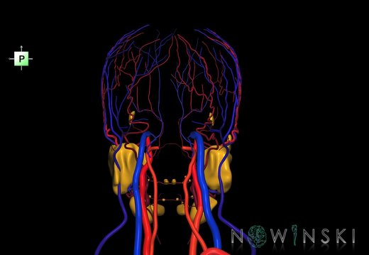 G3.T17.2-18.2-21.V3.C2.L0.Extracranial arteries–Extracranial veins–Glands