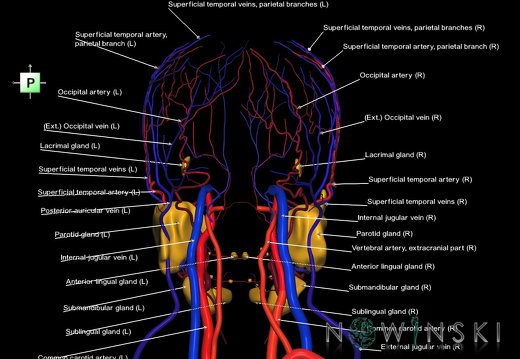 G3.T17.2-18.2-21.V3.C2.L1.Extracranial arteries–Extracranial veins–Glands