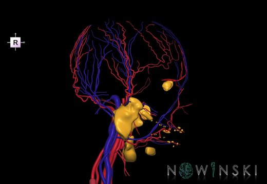 G3.T17.2-18.2-21.V4.C1.L0.Extracranial arteries–Extracranial veins–Glands