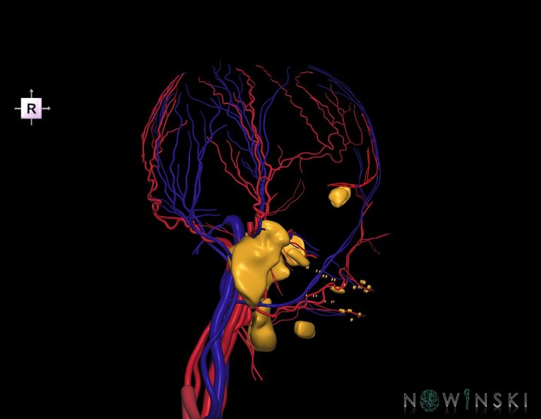 G3.T17.2-18.2-21.V4.C1.L0.Extracranial_arteries–Extracranial_veins–Glands.tiff