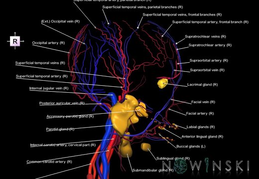 G3T17.2-18.2-21.ExtracranialArteries-ExtracranialVeins-Glands