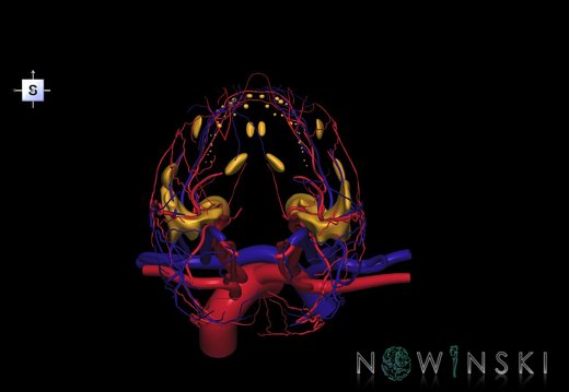 G3.T17.2-18.2-21.V5.C1.L0.Extracranial arteries–Extracranial veins–Glands