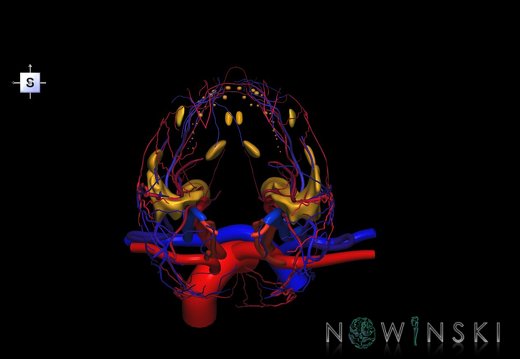 G3.T17.2-18.2-21.V5.C2.L0.Extracranial arteries–Extracranial veins–Glands