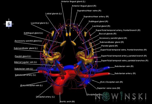 G3.T17.2-18.2-21.V5.C2.L1.Extracranial arteries–Extracranial veins–Glands