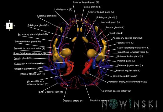 G3.T17.2-18.2-21.V6.C2.L1.Extracranial arteries–Extracranial veins–Glands