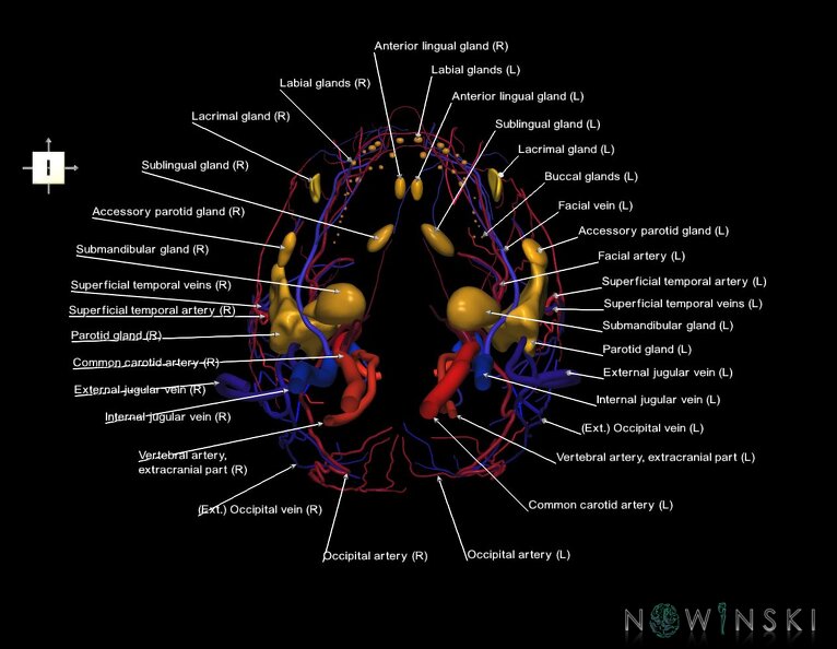 G3.T17.2-18.2-21.V6.C2.L1.Extracranial_arteries–Extracranial_veins–Glands.tiff