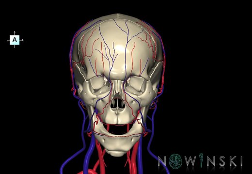 G3.T17.2-18.2-22.1.V1.C1.L0.Extracranial arteries–Extracranial veins–Skull