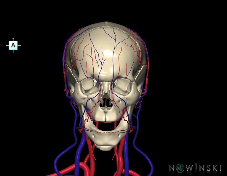 G3.T17.2-18.2-22.1.V1.C1.L0.Extracranial_arteries–Extracranial_veins–Skull.tiff