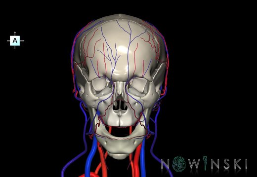 G3.T17.2-18.2-22.1.V1.C2.L0.Extracranial arteries–Extracranial veins–Skull