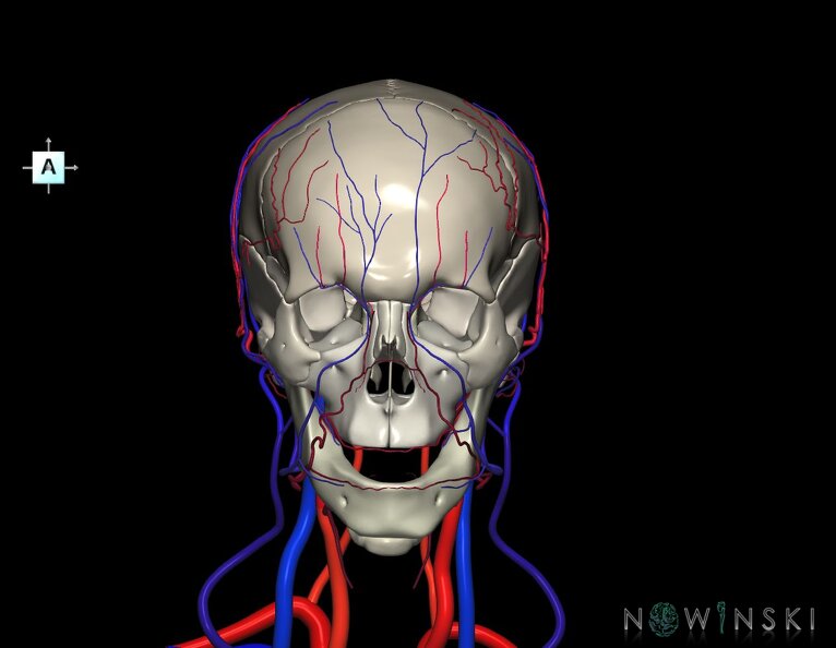 G3.T17.2-18.2-22.1.V1.C2.L0.Extracranial_arteries–Extracranial_veins–Skull.tiff