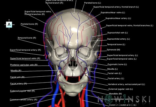 G3.T17.2-18.2-22.1.V1.C2.L1.Extracranial arteries–Extracranial veins–Skull