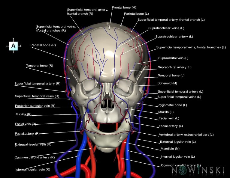 G3.T17.2-18.2-22.1.V1.C2.L1.Extracranial_arteries–Extracranial_veins–Skull.tiff
