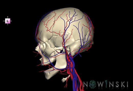 G3.T17.2-18.2-22.1.V2.C1.L0.Extracranial arteries–Extracranial veins–Skull