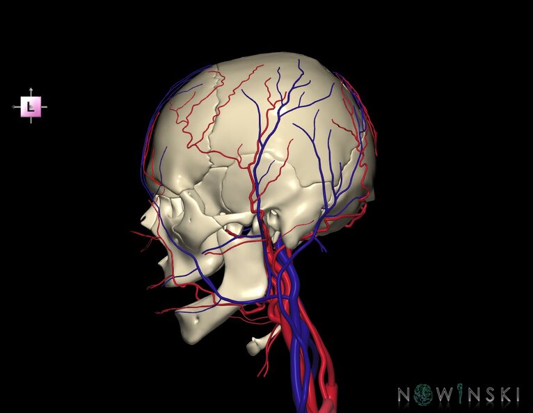 G3.T17.2-18.2-22.1.V2.C1.L0.Extracranial_arteries–Extracranial_veins–Skull.tiff