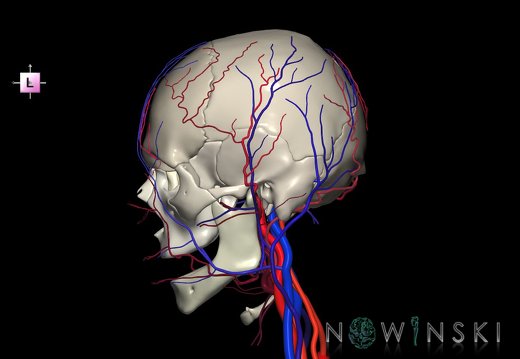 G3.T17.2-18.2-22.1.V2.C2.L0.Extracranial arteries–Extracranial veins–Skull