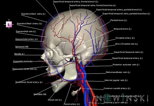 G3.T17.2-18.2-22.1.V2.C2.L1.Extracranial arteries–Extracranial veins–Skull
