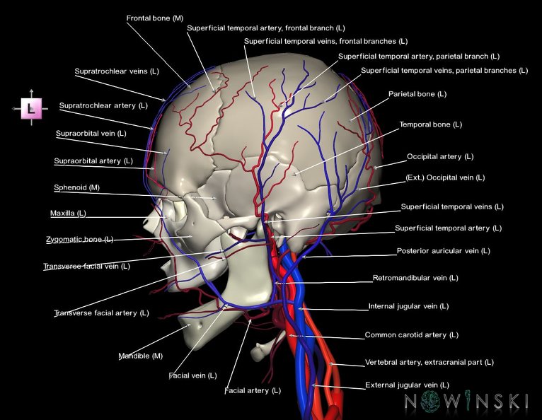 G3.T17.2-18.2-22.1.V2.C2.L1.Extracranial_arteries–Extracranial_veins–Skull.tiff
