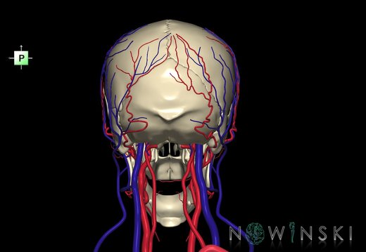 G3.T17.2-18.2-22.1.V3.C1.L0.Extracranial arteries–Extracranial veins–Skull