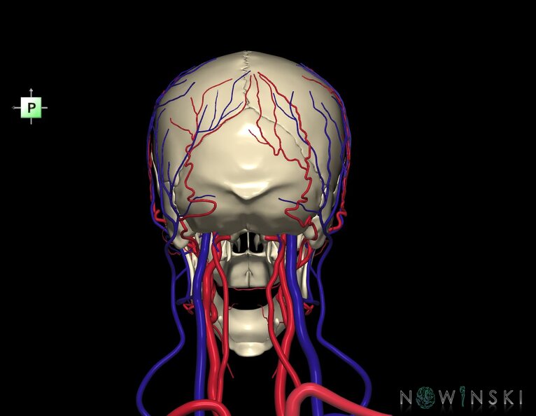 G3.T17.2-18.2-22.1.V3.C1.L0.Extracranial_arteries–Extracranial_veins–Skull.tiff