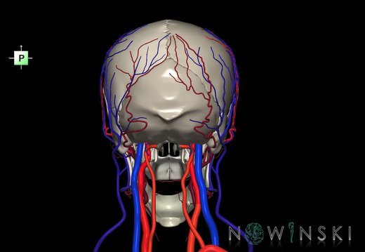 G3.T17.2-18.2-22.1.V3.C2.L0.Extracranial arteries–Extracranial veins–Skull