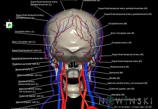 G3.T17.2-18.2-22.1.V3.C2.L1.Extracranial arteries–Extracranial veins–Skull