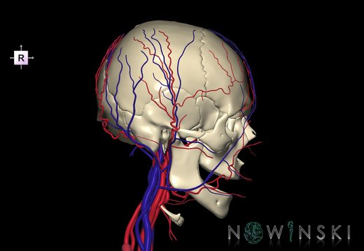 G3.T17.2-18.2-22.1.V4.C1.L0.Extracranial arteries–Extracranial veins–Skull