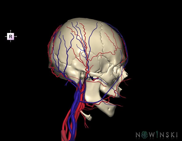 G3.T17.2-18.2-22.1.V4.C1.L0.Extracranial_arteries–Extracranial_veins–Skull.tiff