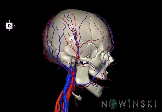 G3.T17.2-18.2-22.1.V4.C2.L0.Extracranial arteries–Extracranial veins–Skull